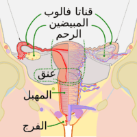 موقع الدكتور ايمن البدارين الرسمي - aymanbadarin.com | القواعد الفقهية المتعلقة بالحيض والاستحاضة للدكتور ايمن البدارين