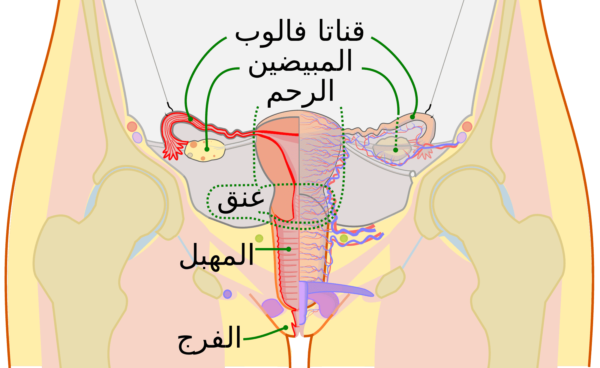 موقع الدكتور ايمن البدارين الرسمي - aymanbadarin.com | القواعد الفقهية المتعلقة بالحيض والاستحاضة للدكتور ايمن البدارين