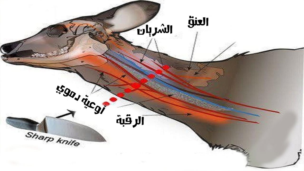 موقع الدكتور ايمن البدارين الرسمي - aymanbadarin.com | حكم قطع اللحامين رقبة الذبيحة أو حبلها الشوكي موقع الدكتور ايمن البدارين الرسمي - aymanbadarin.com | حكم قطع اللحامين رقبة الذبيحة أو حبلها الشوكي