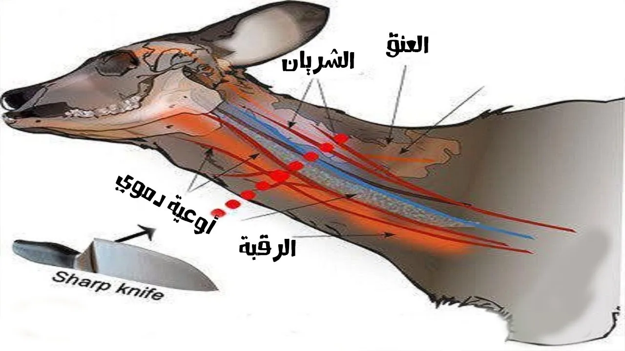 موقع الدكتور ايمن البدارين الرسمي - aymanbadarin.com | حكم قطع اللحامين رقبة الذبيحة أو حبلها الشوكي