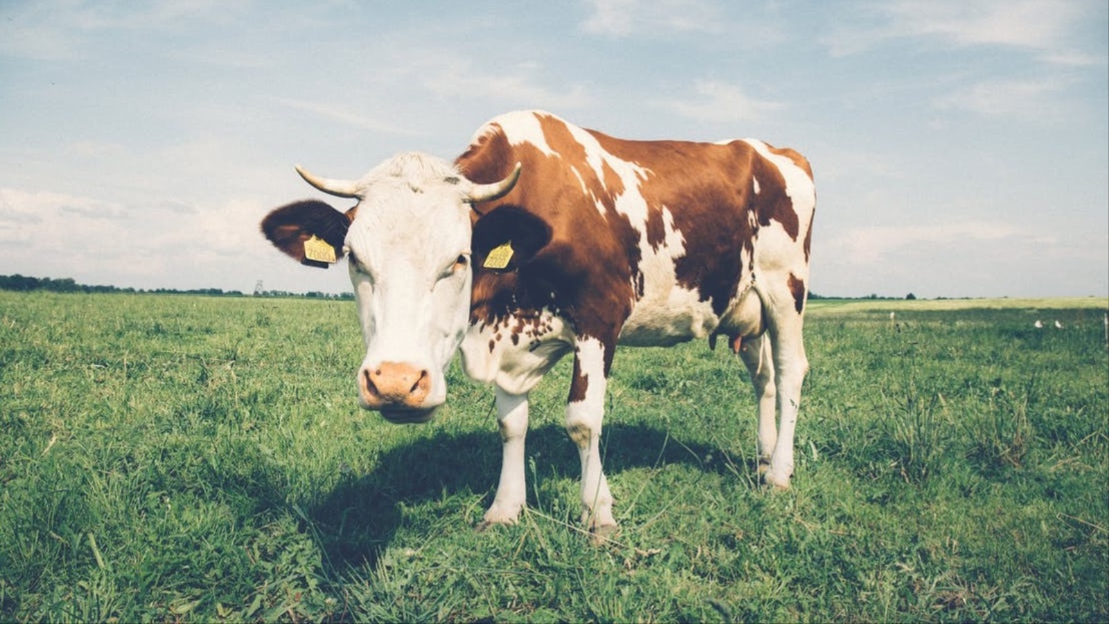 موقع الدكتور ايمن البدارين الرسمي - aymanbadarin.com | حكم التضحية بما جف حليبها ولم تعد تحلب