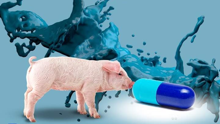 موقع الدكتور ايمن البدارين الرسمي - aymanbadarin.com|حكم تناول أدوية مستخرجة من أنسجة الخنزير