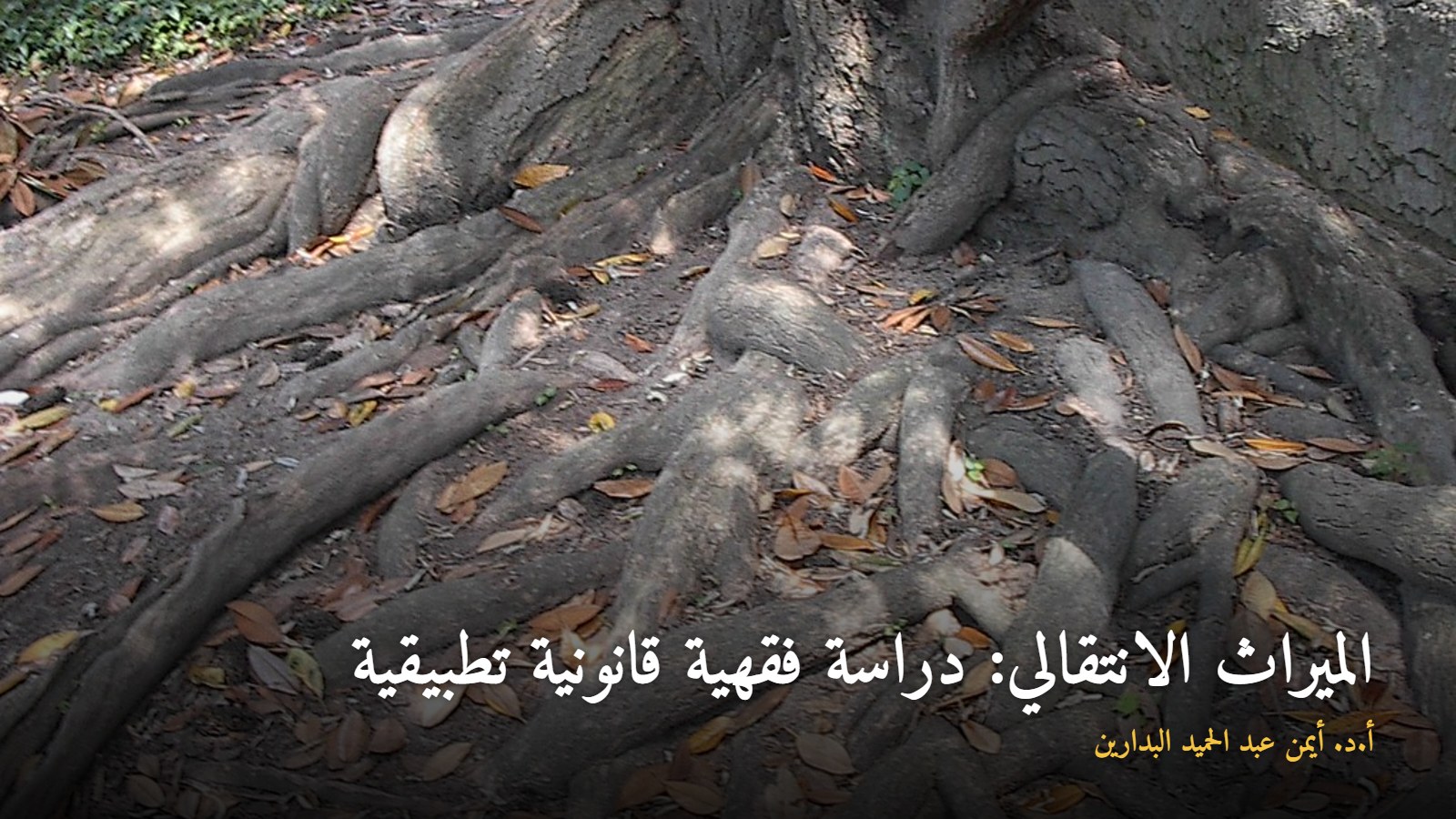 جذور شجرة معمّرة